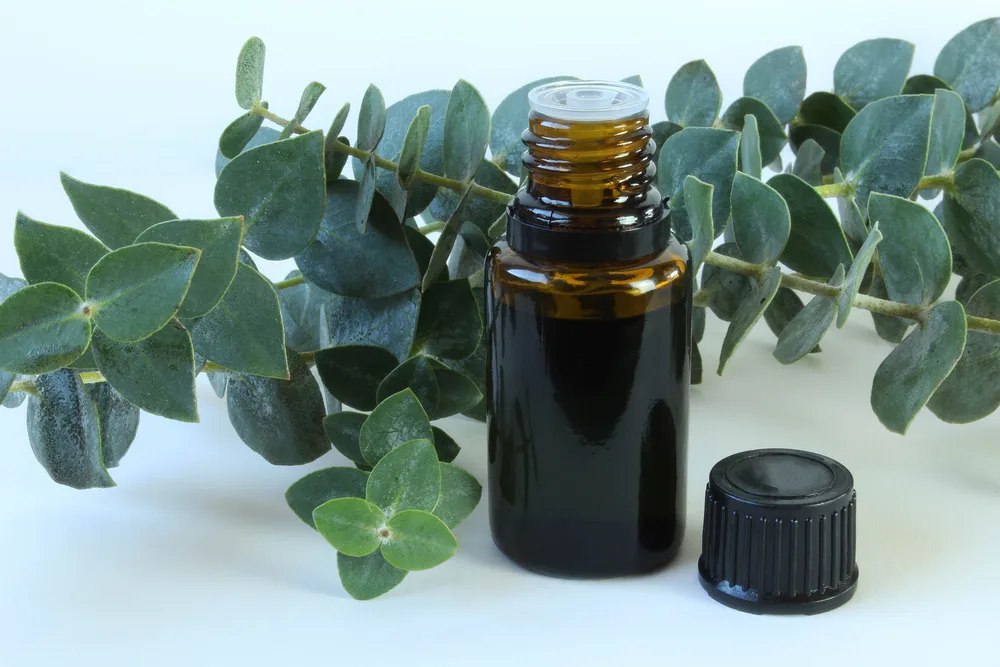 Eucalyptus essential oil