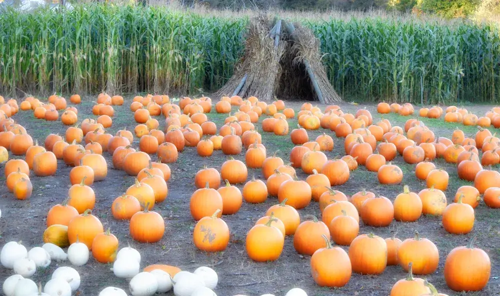 Pumpkin patch