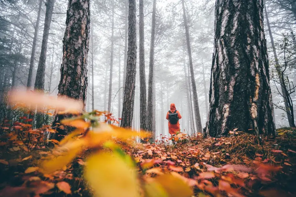 forest bathing in Fall, Fall fun activities