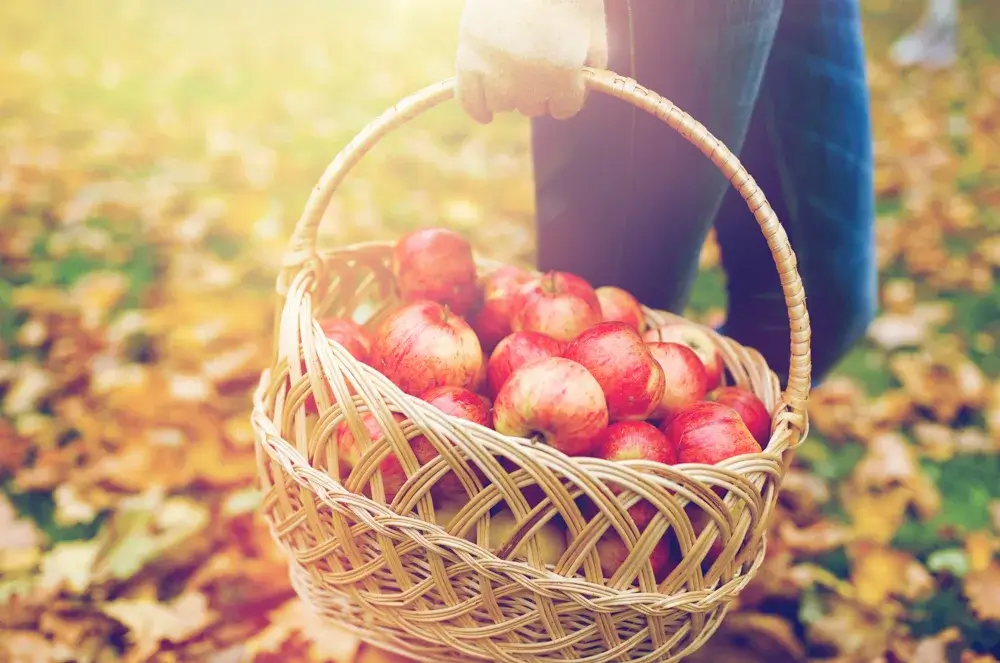 Apple picking for Fall fun activities