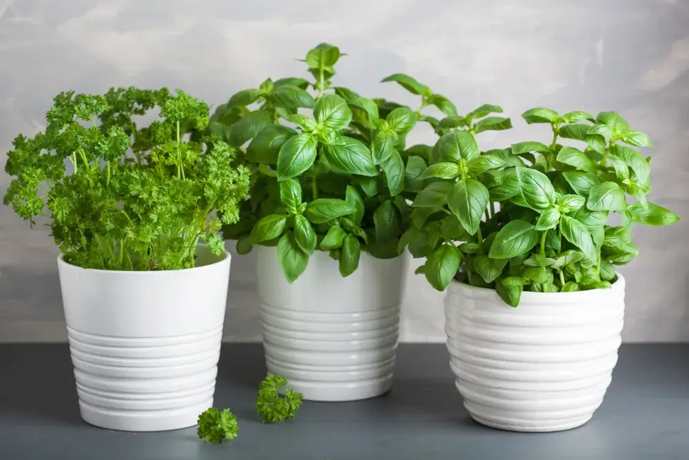 Growing herbs indoors, 2026 bucket list 