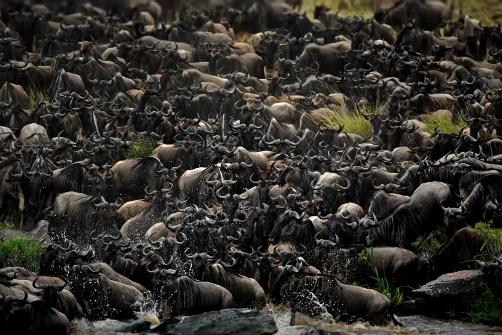 wildebeest migration in Kenya/
